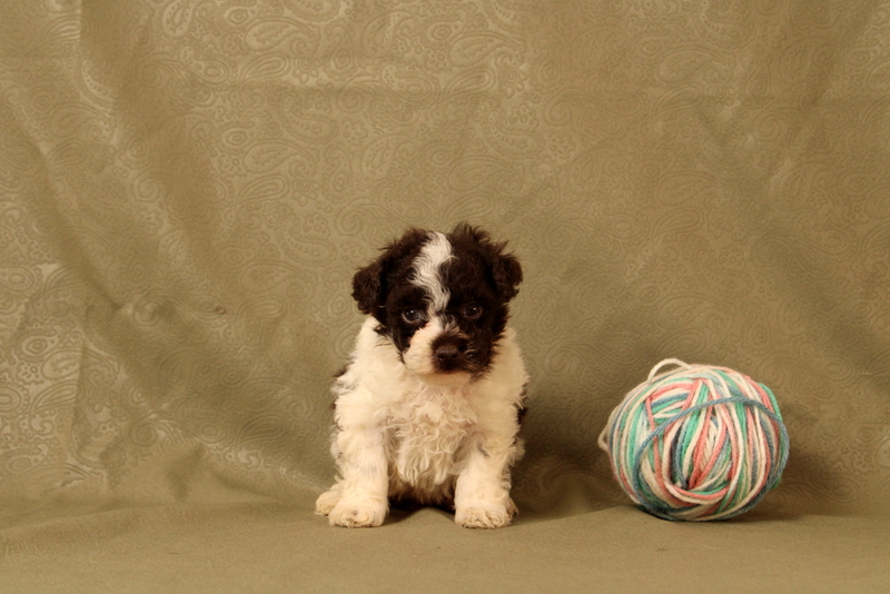 puppy, for, sale, Toy Poodle, Matthew B. Stoltzfus, dog, breeder, Gap, PA, dog-breeder, puppy-for-sale, forsale, nearby, find, puppyfind, locator, puppylocator, aca